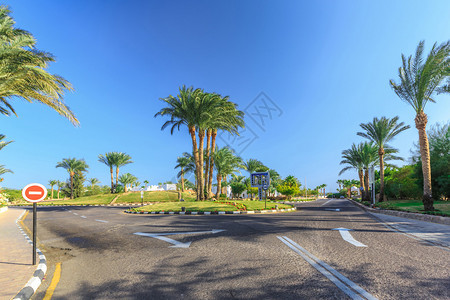 埃及旅馆楼附近道路和棕榈树的风景埃及图片