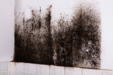 厨房角落里的黑色霉菌图片