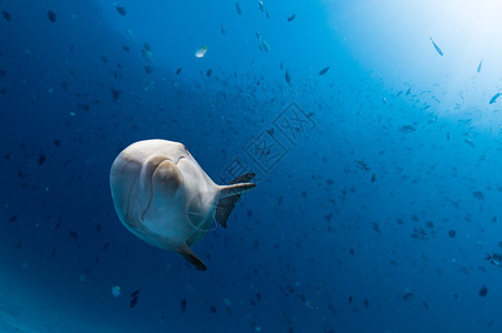 海豚在深蓝海底水下图片