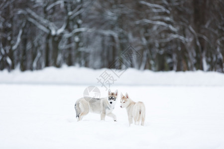 冬天森林里两只哈士奇小狗的肖像图片