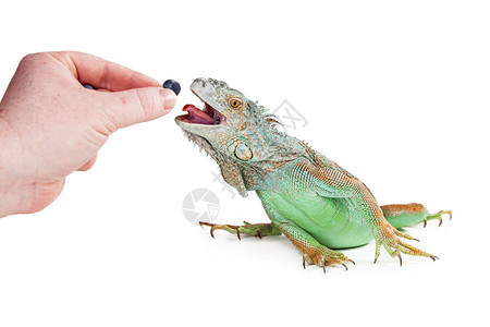 一只把蓝莓喂养到宠物蜥蜴的手用嘴张开图片