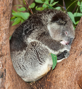 Koala是澳洲本地图片