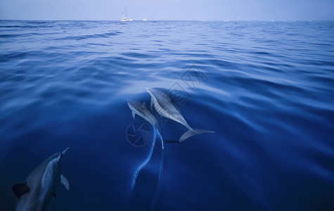 EGYPTHURGHADA红海开阔水域的野生海豚图片