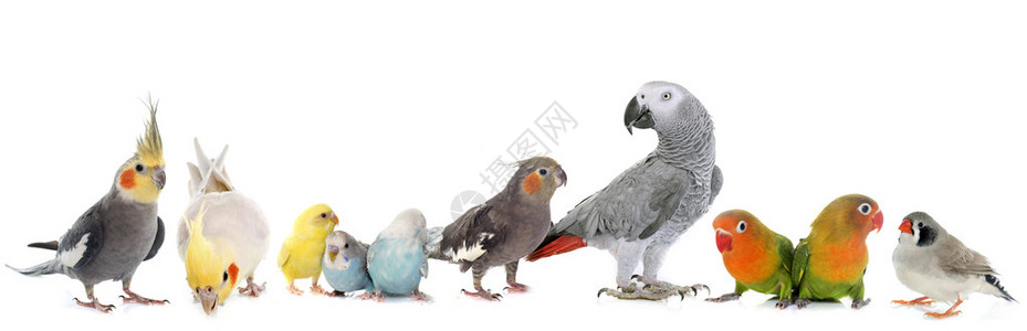 普通宠物鹦鹉非洲灰色鹦鹉爱鸟斑马芬奇和白本背景图片