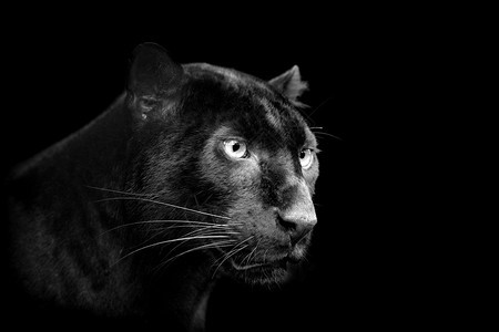 黑色豹在暗底背景上图片