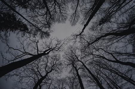 冬天的树梢阴沉而黑暗图片