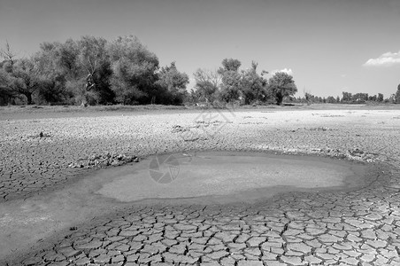 干旱期间干涸湖泊的污染水和开裂土壤背景图片
