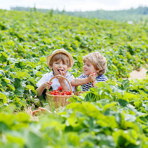 两个小兄弟男孩夏天在有机农场采草莓图片