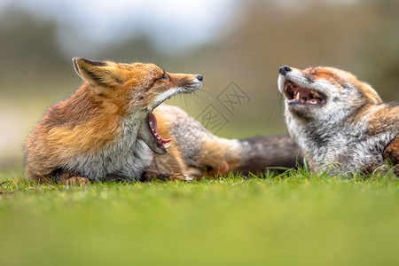 两只咆哮的欧洲红狐Vulpesvulpes躺在草丛中食肉目最丰富的野生成员图片