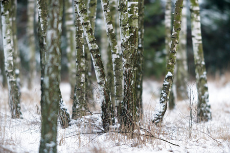 冬季森林中下雪树木覆盖的树图片