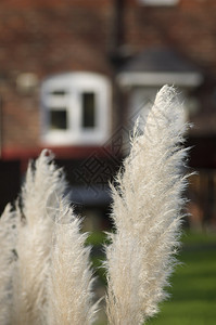 Reeds草地红色的模糊房屋背景图片