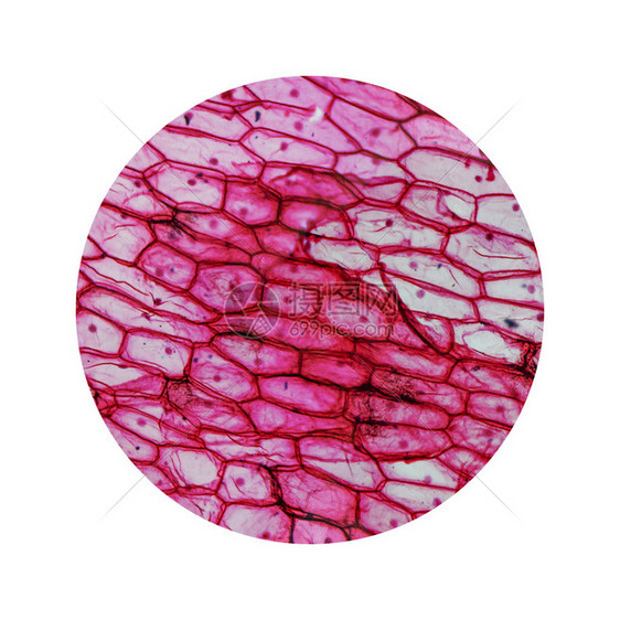 通过显微镜观察的洋葱上皮细胞图片