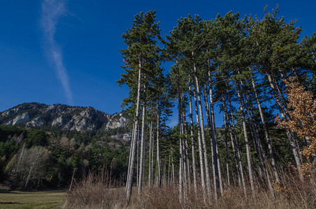 高山和蓝天的针叶树图片