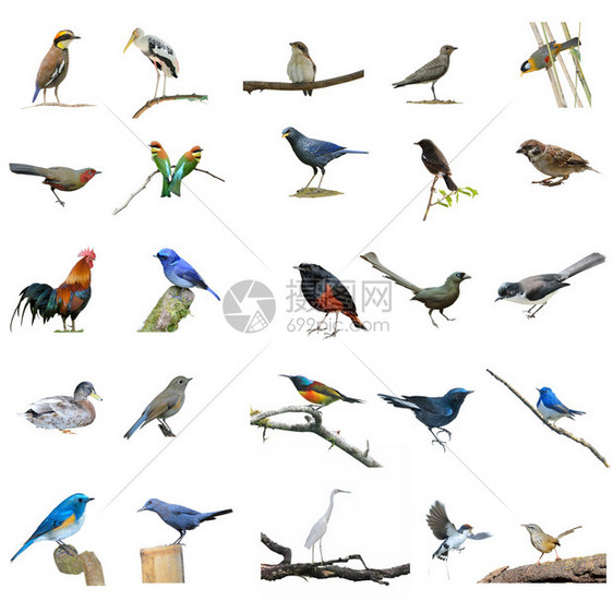 收集鸟类设置在白色背图片