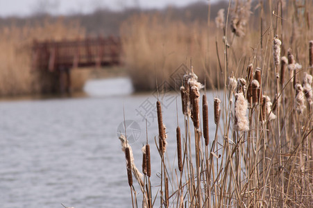 湖桥上成熟的香蒲狼牙棒图片