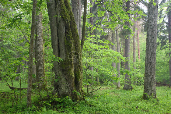 森林夏季迷雾落叶林中的老橡树图片
