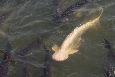 白鱼长吻鲨鱼钓鱼在泰国寺庙的图片