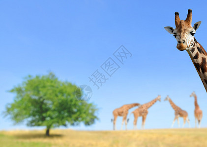长颈鹿野生图片