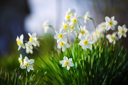 盛开的水仙花在春天开花的白色水仙春天的花朵浅景深图片