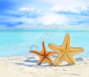 海洋背景下沙滩上的海星图片
