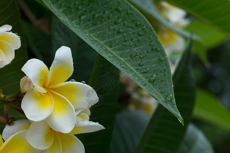 白色素馨花鸡蛋花热带花雨天有水滴背景图片