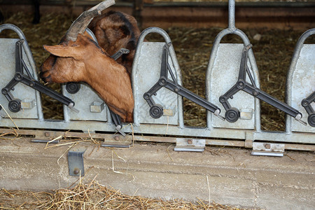 长角山羊吃农场谷仓自动马槽里的稻草图片