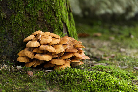 森林树上的蘑菇和苔藓图片