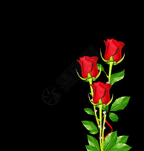 花朵的发芽花朵的玫瑰在黑色图片