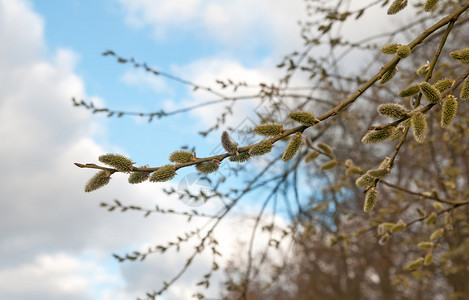 春天背景与柳枝图片