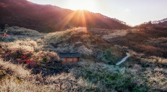 南朝鲜省Jeollanamdo省的光阳羽花村在春图片