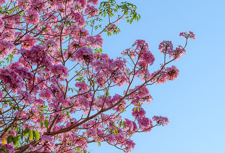 Tebebuia花朵小号盛开图片