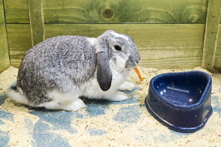灰兔吃胡萝卜图片