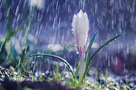 春雨中美丽的春白番红花图片