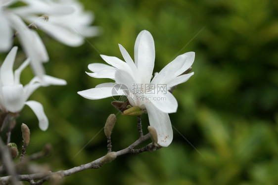 开花的玉兰图片