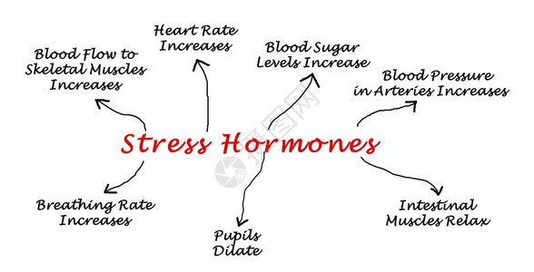 压力荷尔蒙的影响图片