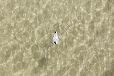 海岸的海鸥在波罗的海飞舞图片