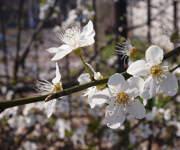 白花特写镜头图片