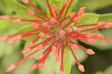 Ixora是茜草科开花植物的一个属图片