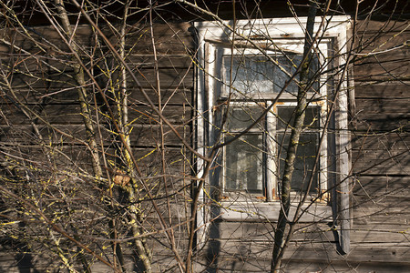 旧木屋和树的窗口农图片