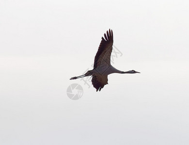 晨光中飞鹤鸟的剪影背景图片