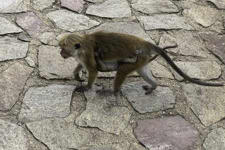 SriLankan与macaqueMacacasinica图片