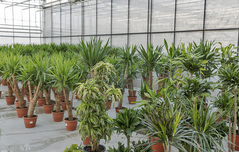 国内温室种植商店和室内植物售图片