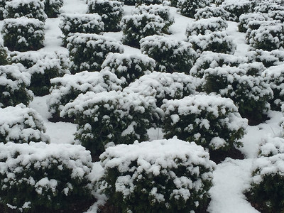 康涅狄格州斯坦福德的雪图片