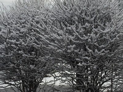 康涅狄格州斯坦福德的雪图片