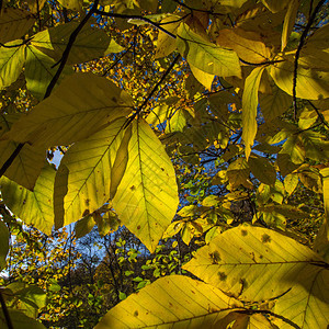 秋天树叶间的光图片