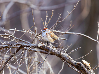 丰满而长尾的美国树麻雀是加拿大南部和美国北部冬季后院和杂草丛生白雪覆盖的田野里忙碌的游客他们背景图片