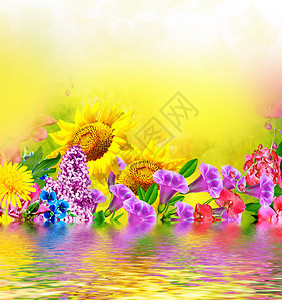 多色美丽的花朵花卉背景图片
