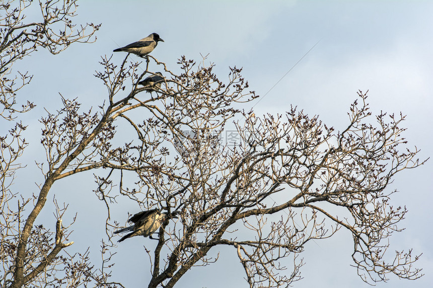 大黑城乌鸦一家在树上休息图片