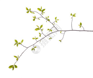 早春开花的绿色树枝被白色隔离早春概念背景图片