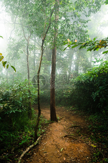 森林景观中的雾和图片